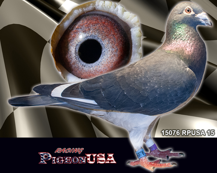 Featured image of post Pigeonusa Pigeonusa com has 6 364 942 ranking worldwide