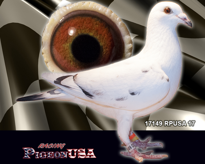 17149RPUSA17