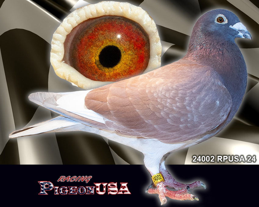 24002RPUSA24