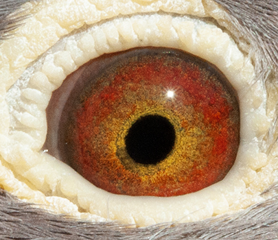 24002RPUSA24eye
