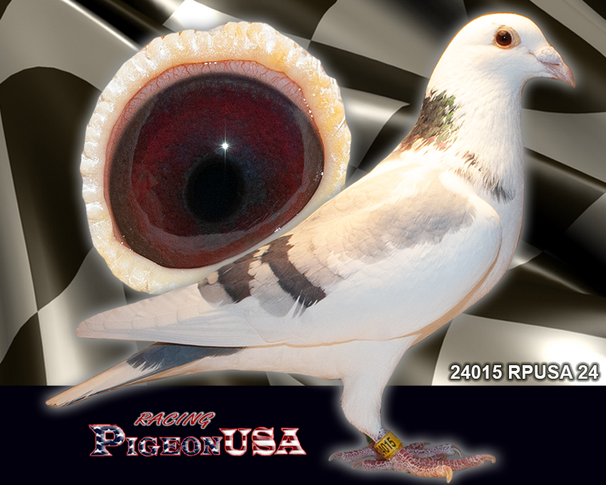 24015RPUSA24